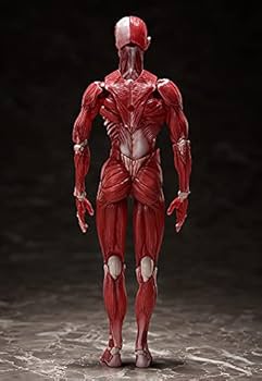 Amazon.co.jp: figma 人体模型 ノンスケール ABS&PVC製 塗装済み